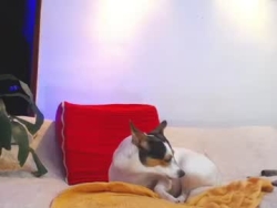 Watch shellsy_hans´s Live Show on Chaturbate