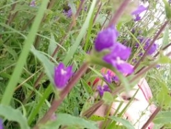 Watch BarbiGirla´s Live Show on BongaCams